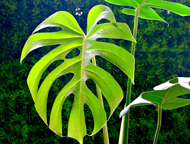 The Marvelous Monstera: Unveiling the Secrets of this Enigmatic Plant