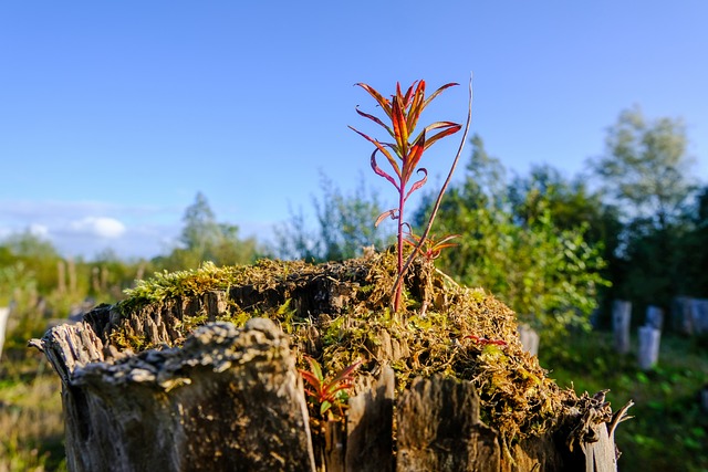 Grøn omstilling på budget: Kan bæredygtighed og profit gå hånd i hånd?