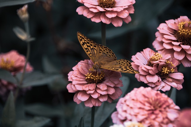 Blomster og bier: En guide til at skabe et insektparadis
